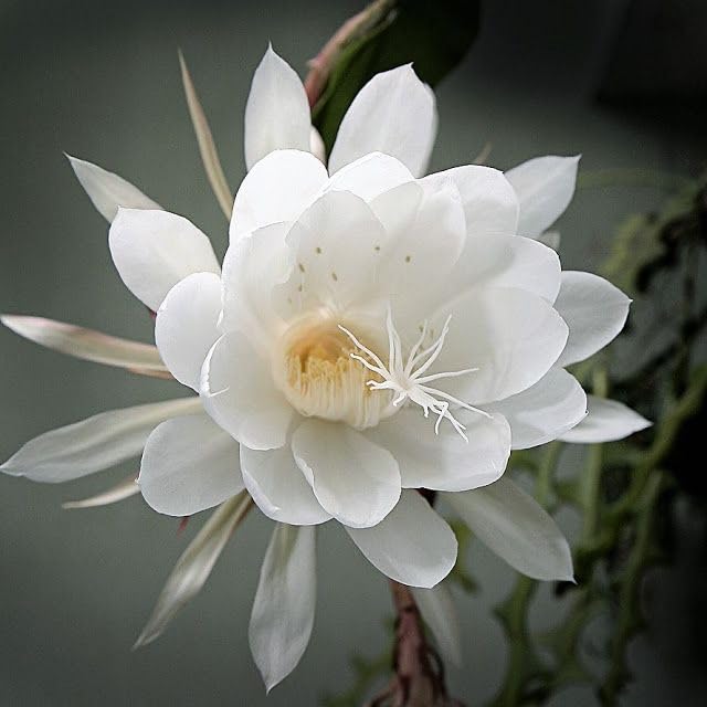 Heirloom Epiphyllum Flower Seeds, Non-GMO Night-Blooming Cactus Blooms for Garden Planting for planting in home garden